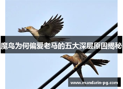魔鸟为何偏爱老马的五大深层原因揭秘 魔鸟为何偏爱老马的五大深层原因揭秘